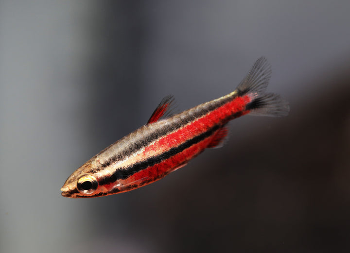 Purple Pencilfish