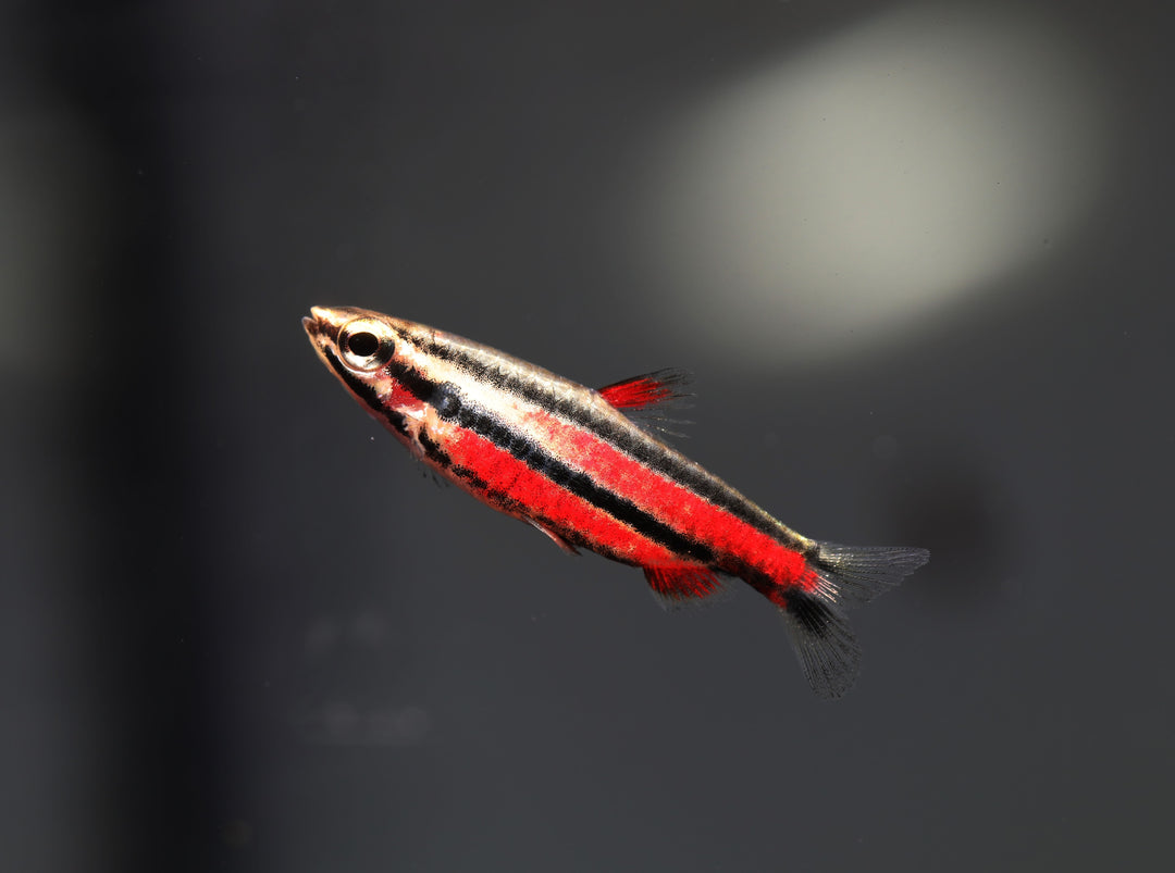 Purple Pencilfish