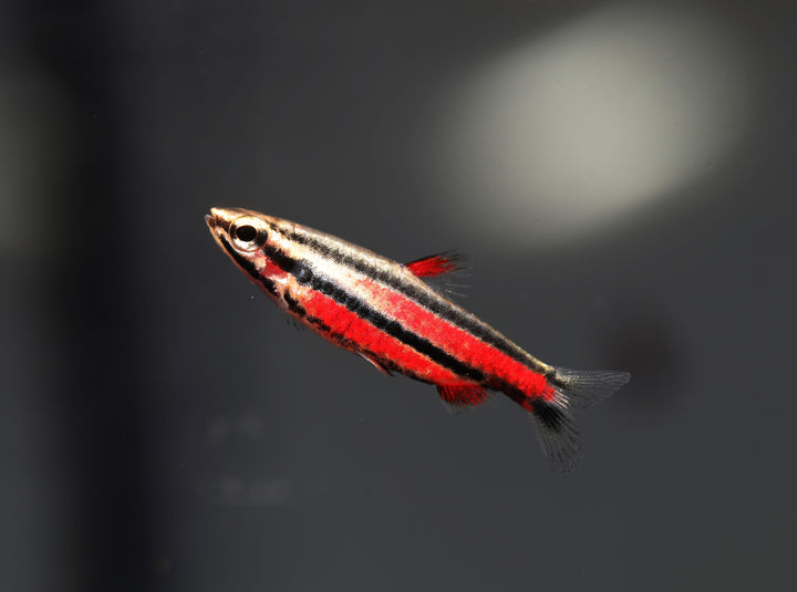 Purple Pencilfish