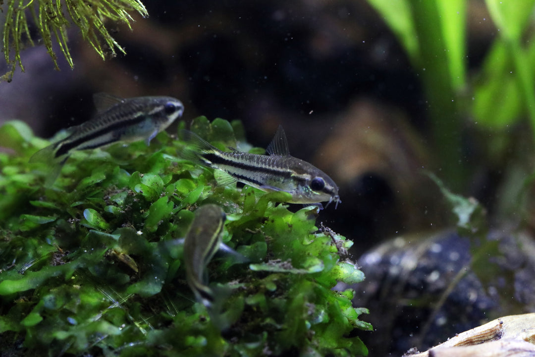 Pygmy Cory