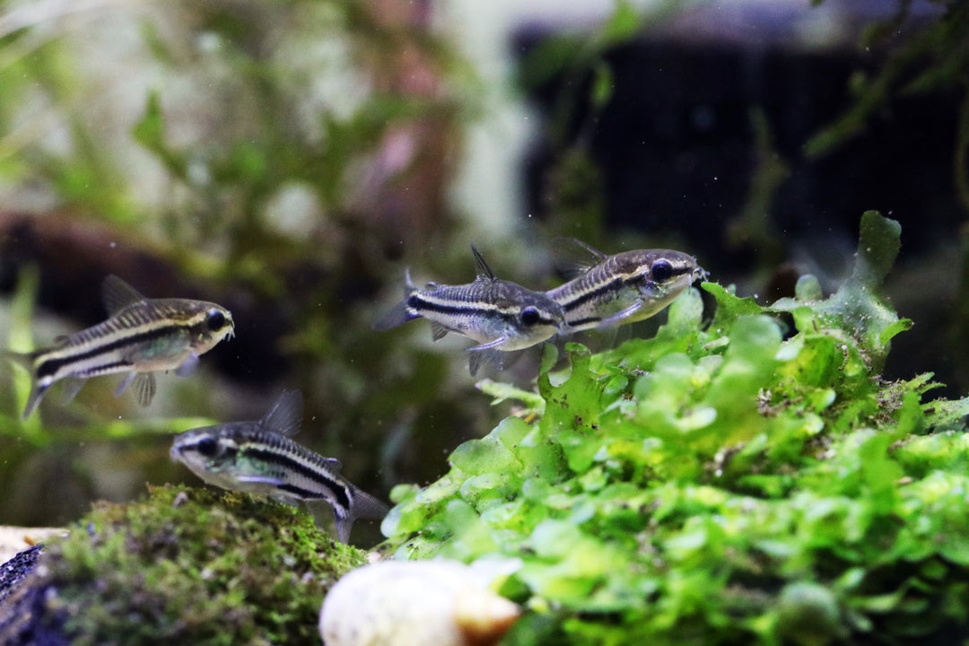 Pygmy Cory