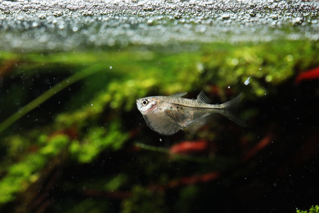 Pygmy Hatchetfish