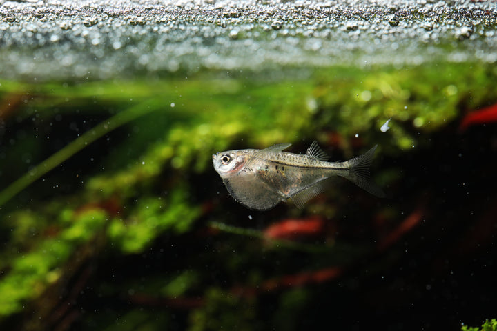 Pygmy Hatchetfish