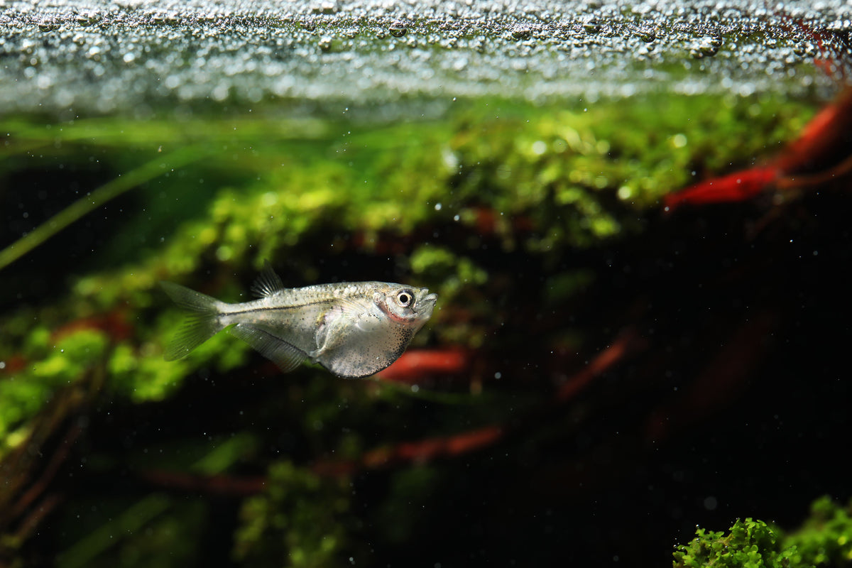 Pygys Fish Pygmy Hatchet Fish - Beautiful Freshwater Fish for Your Aquarium
