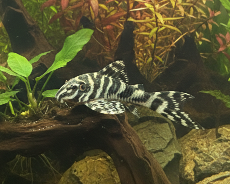 Queen Arabesque Pleco (L260)