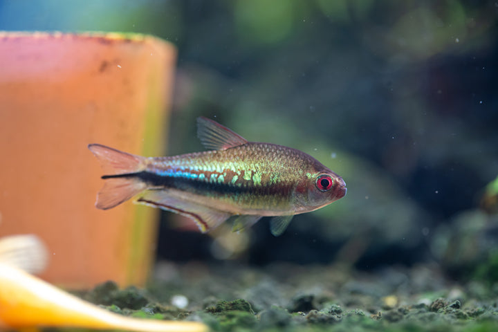 Rainbow Emperor Tetra