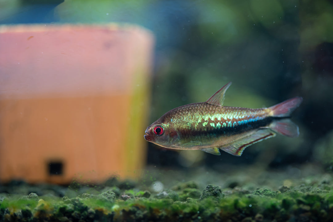 Rainbow Emperor Tetra
