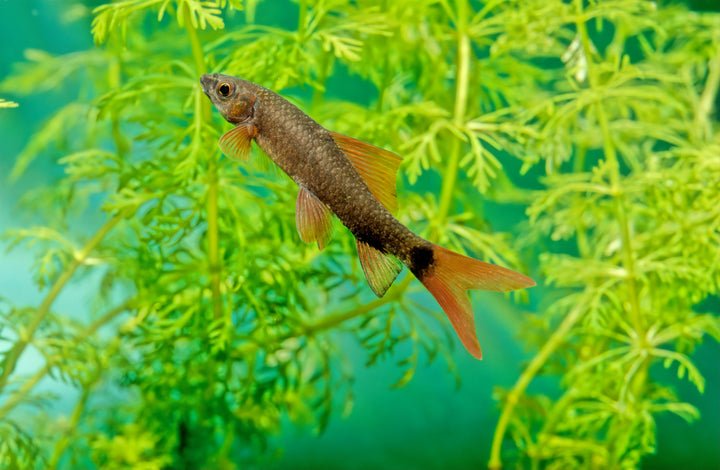 Rainbow Shark