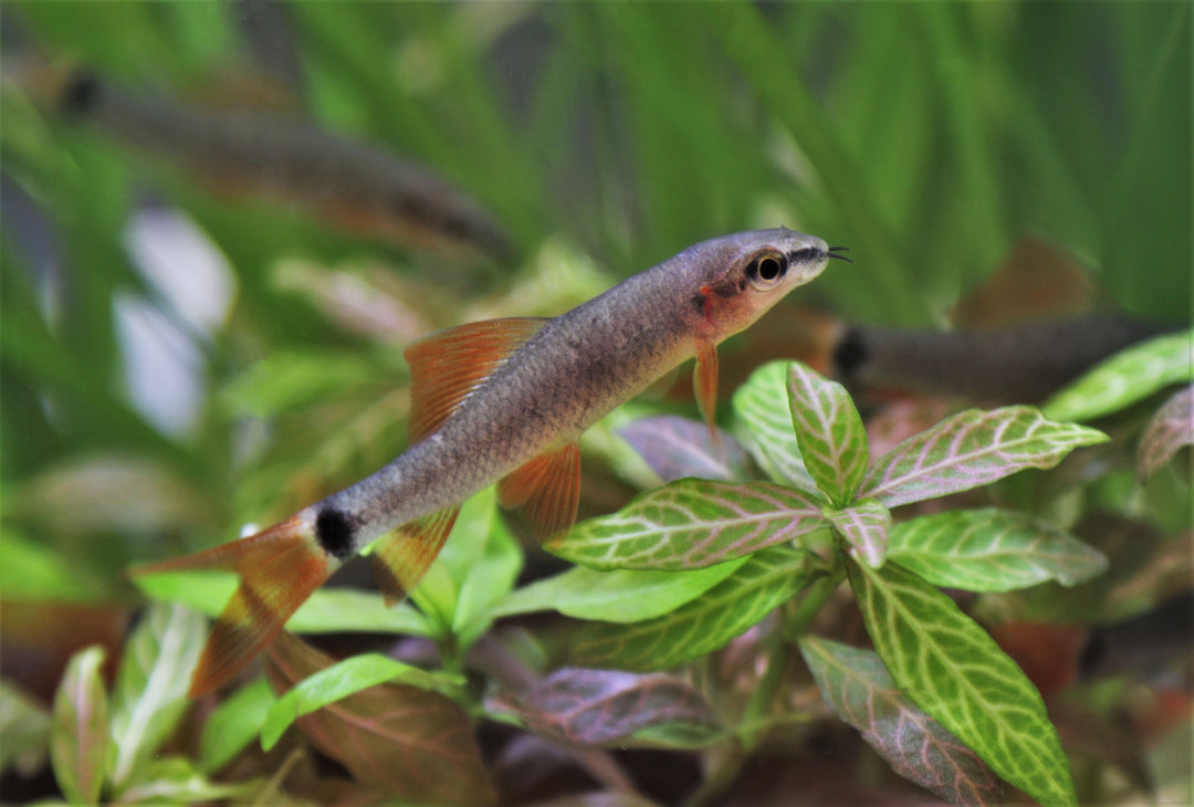 Rainbow Shark