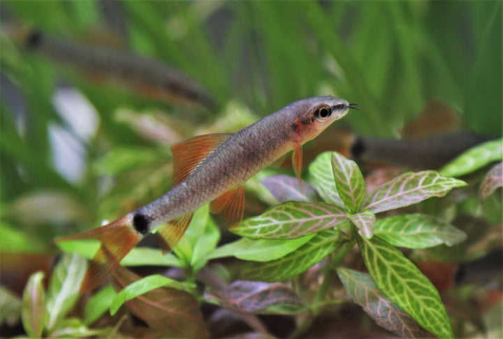 Rainbow Shark
