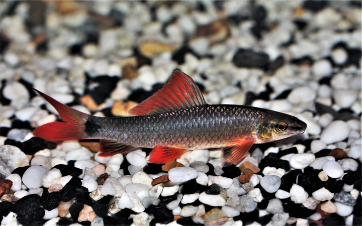 Rainbow Shark