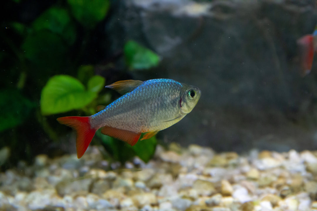 Red & Blue Colombian Tetra