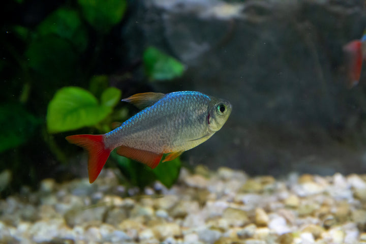 Red & Blue Colombian Tetra