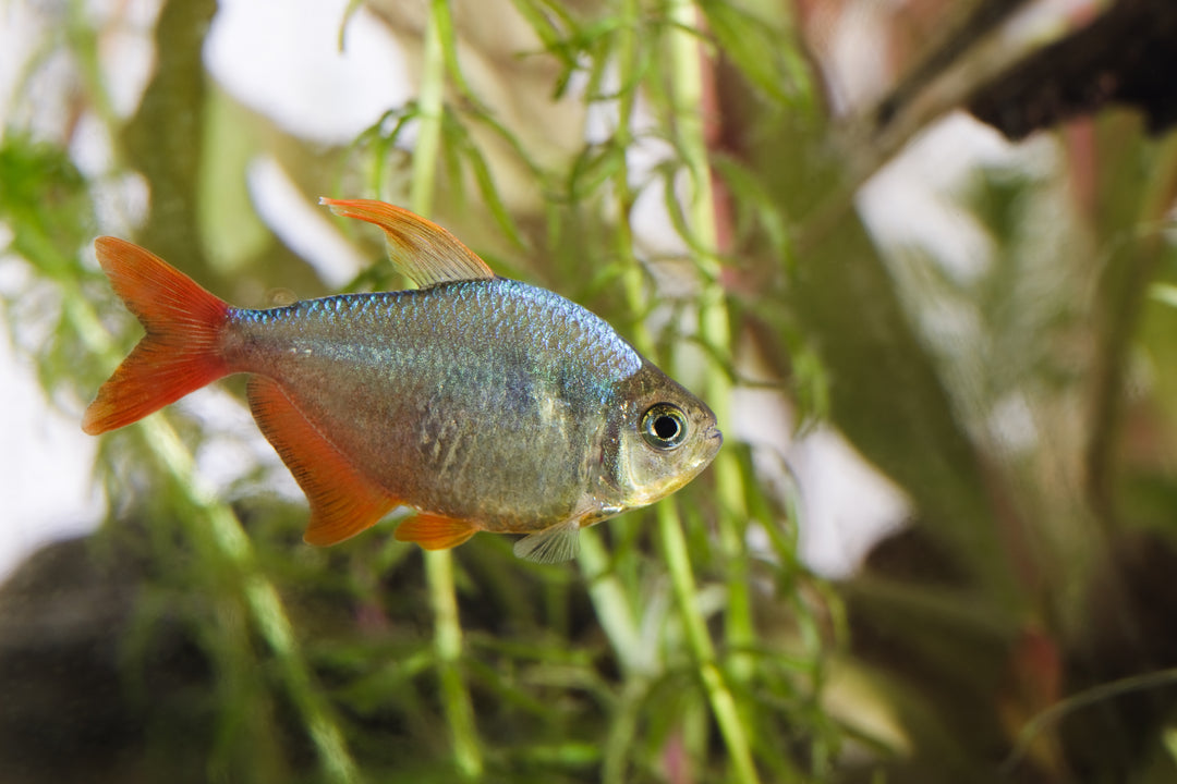 Red & Blue Colombian Tetra