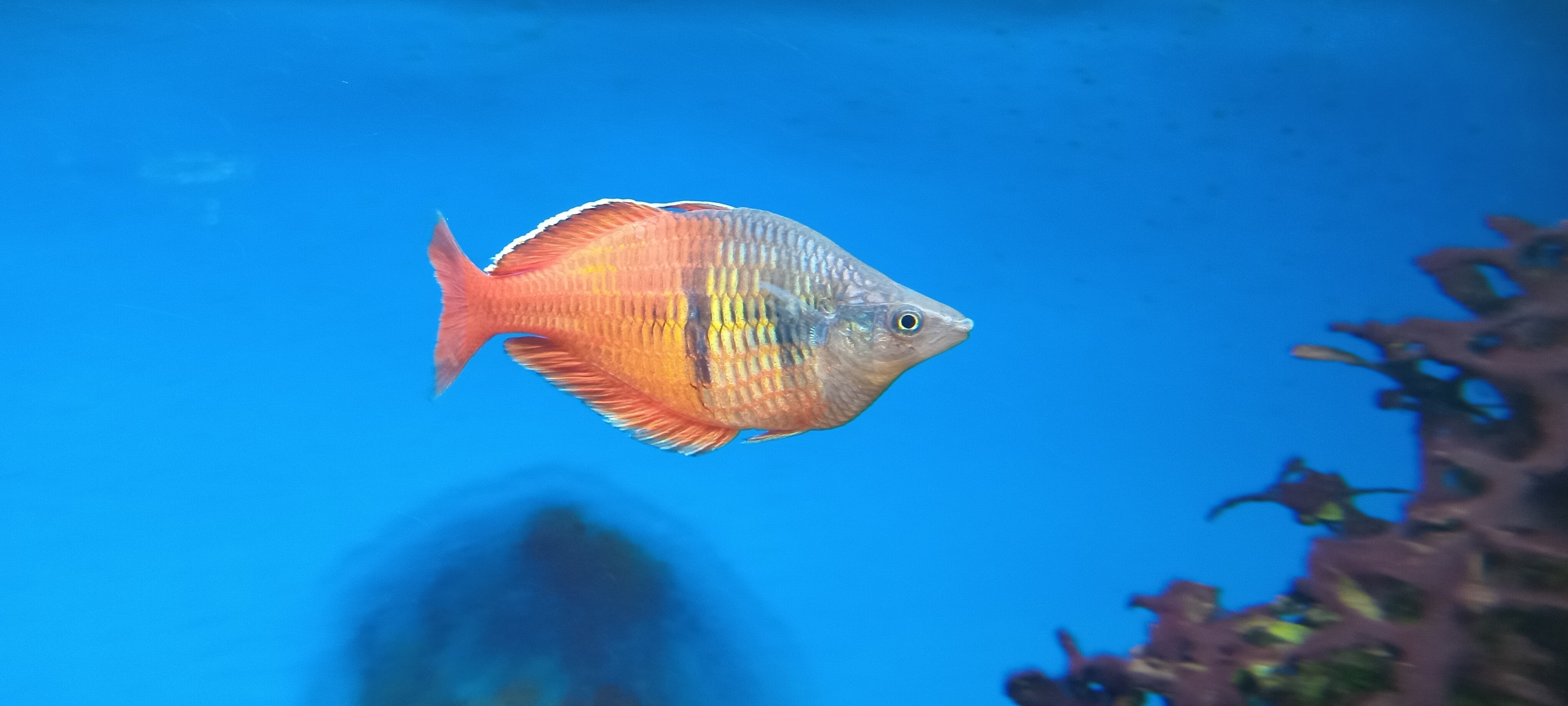 Red Boesemani Rainbow Fish | Cuboid Aquatics LLC