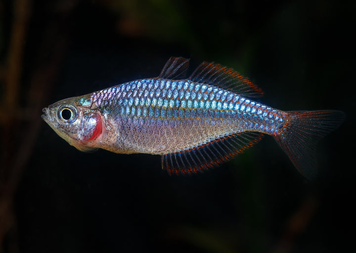 Red Laser Rainbow