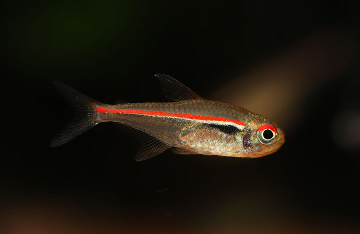 Red Line Tetra
