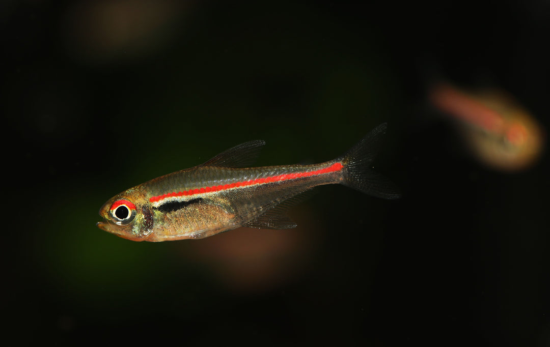Red Line Tetra