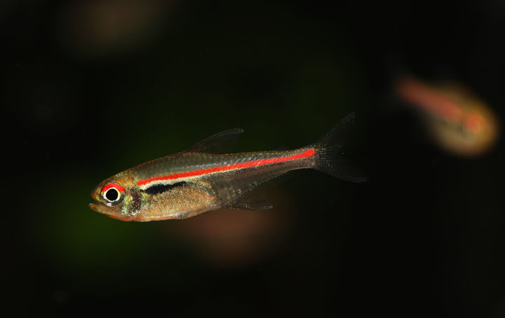 Red Line Tetra