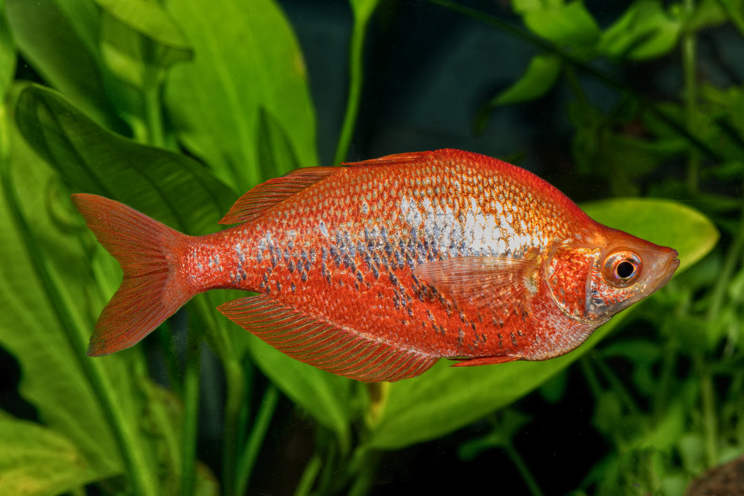 Red Rainbow