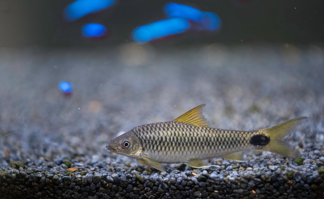 Reticulated Siamese Algae Eater