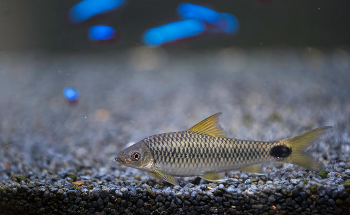 Reticulated Siamese Algae Eater