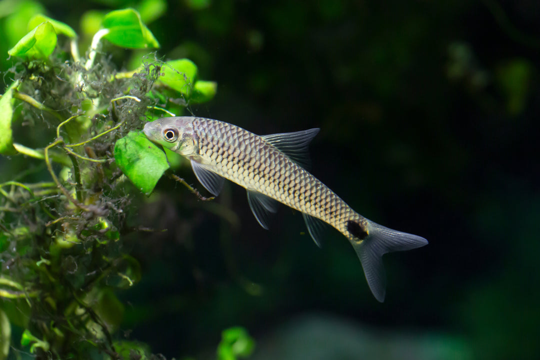Reticulated Siamese Algae Eater