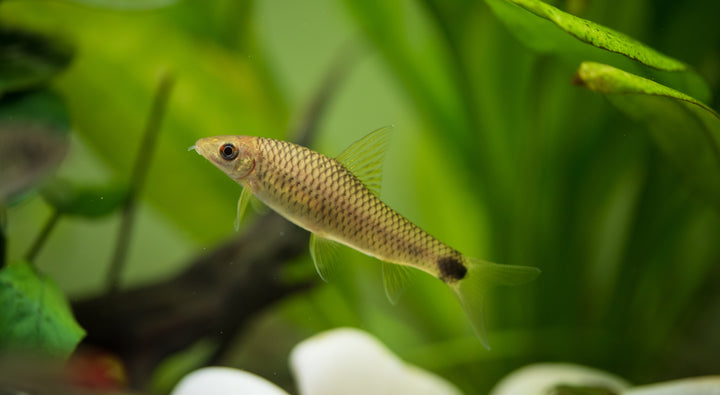 Reticulated Siamese Algae Eater