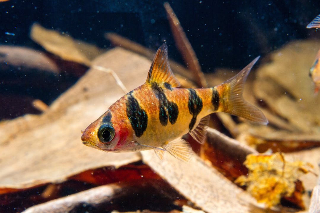 Rhombo Snakeskin Barb