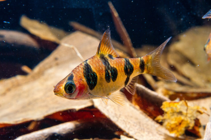Rhombo Snakeskin Barb