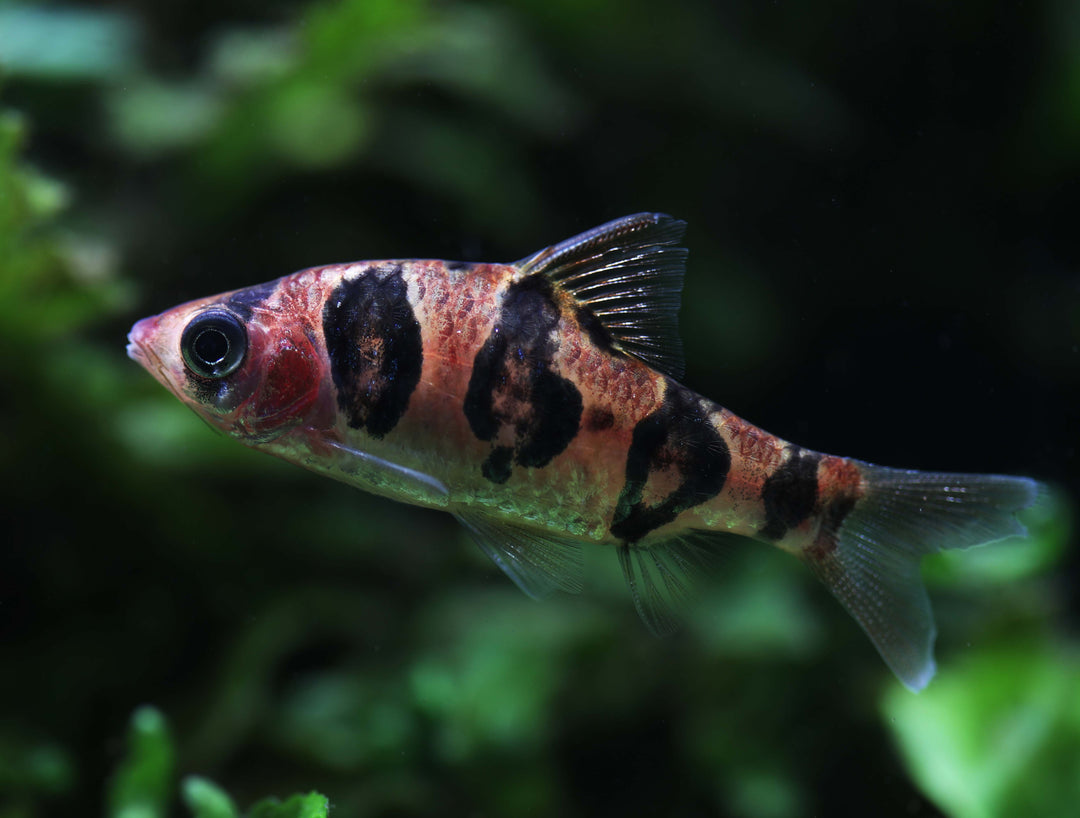 Rhombo Snakeskin Barb