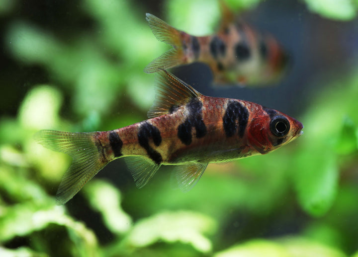 Rhombo Snakeskin Barb