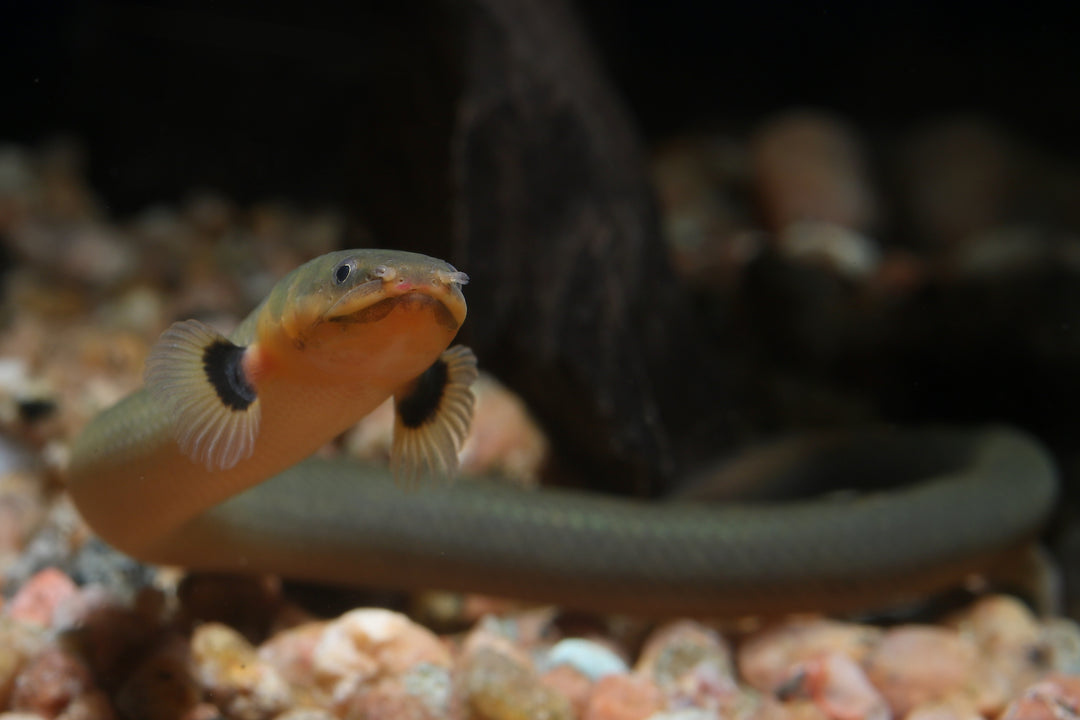 Rope Fish