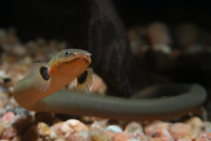 Rope Fish