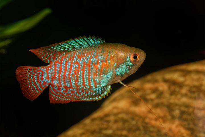 Royal Blue Dwarf Gourami