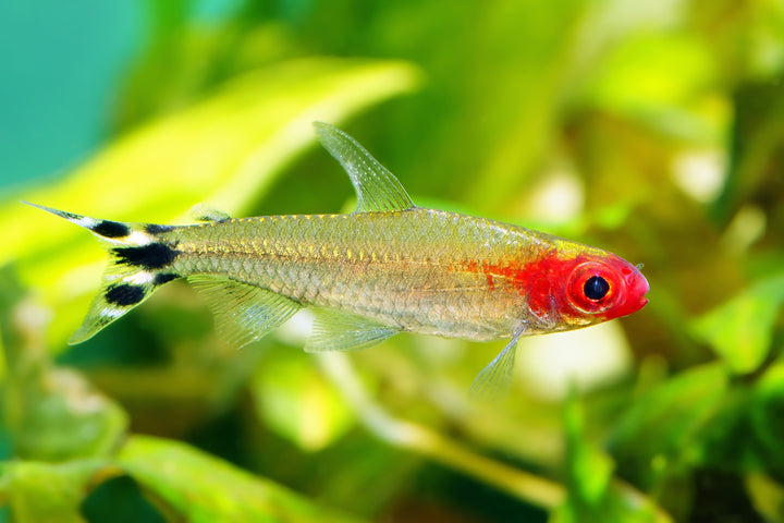 Rummynose Tetra