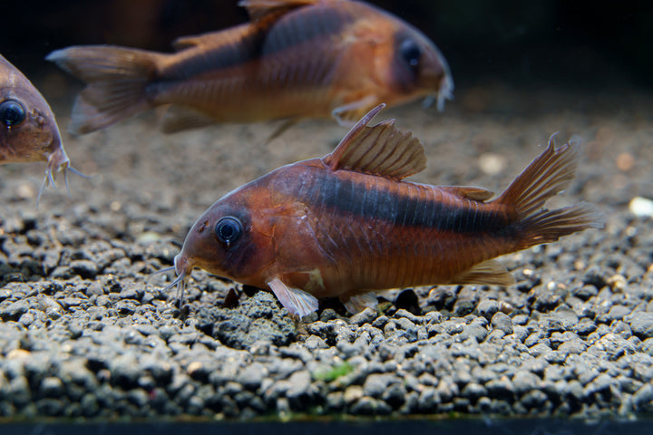 Rust Corydoras