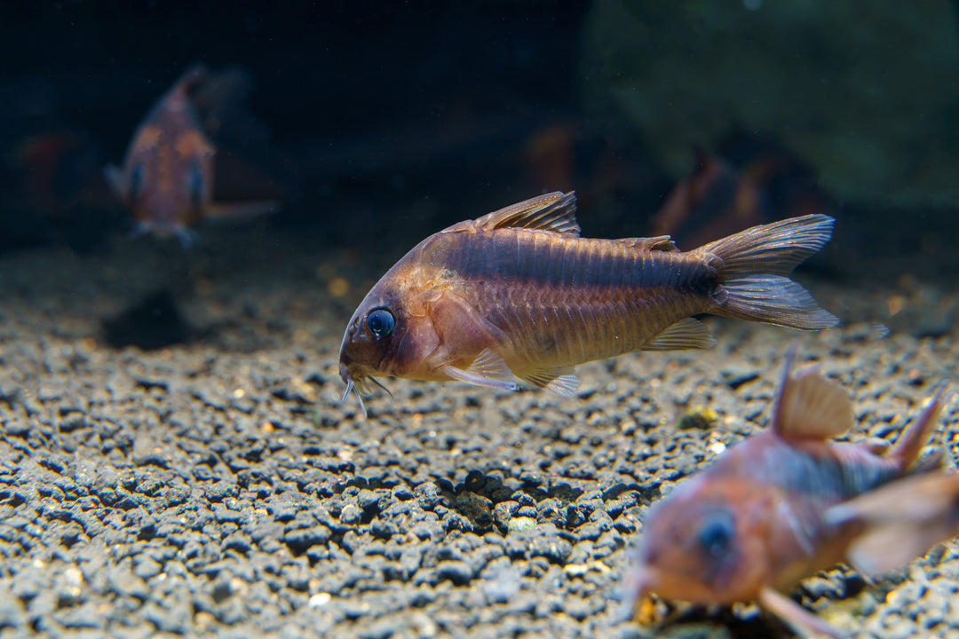 Rust Corydoras