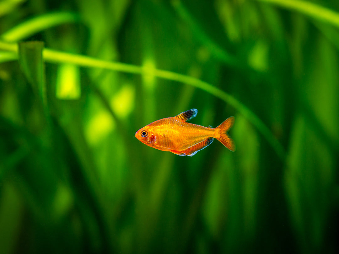 Serpae Tetra