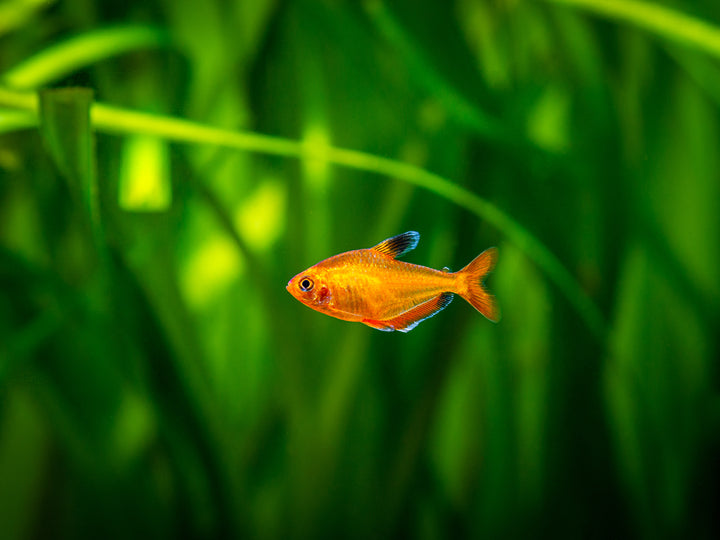 Serpae Tetra