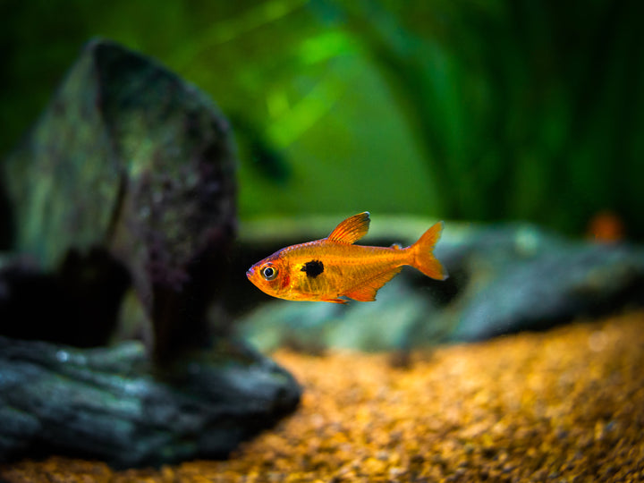 Serpae Tetra