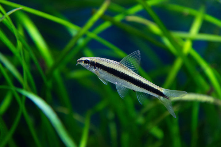 Siamese Algae Eater