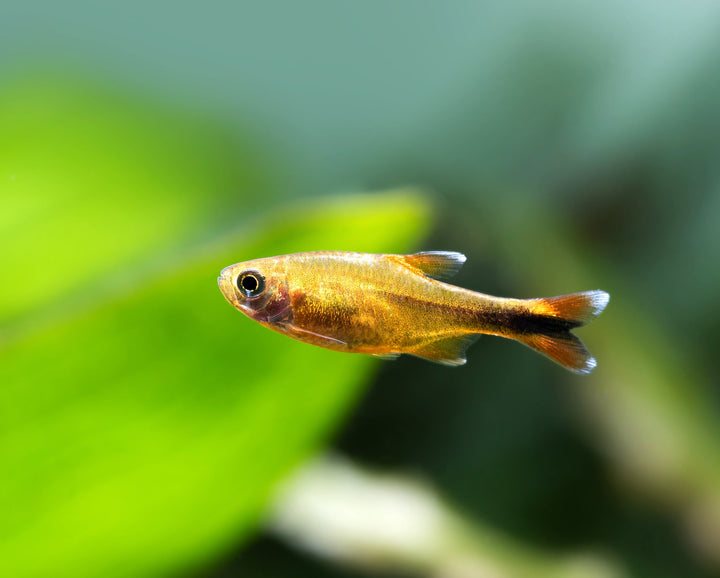 Silver Tip Tetra