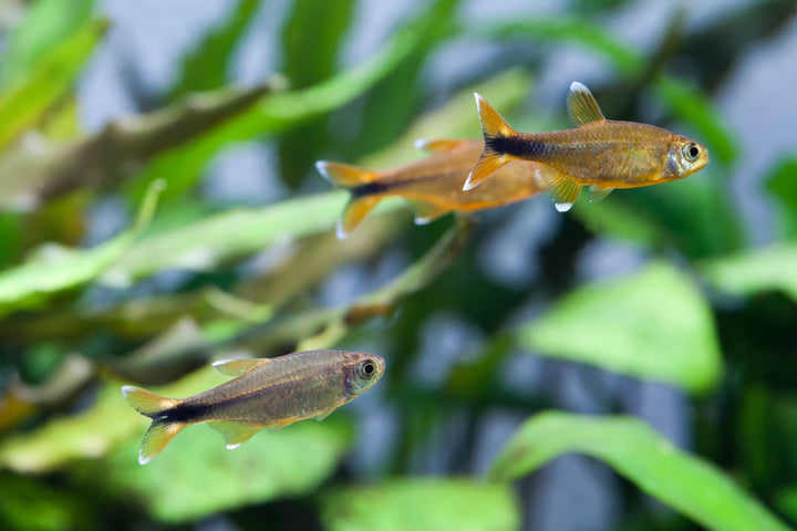 Silver Tip Tetra