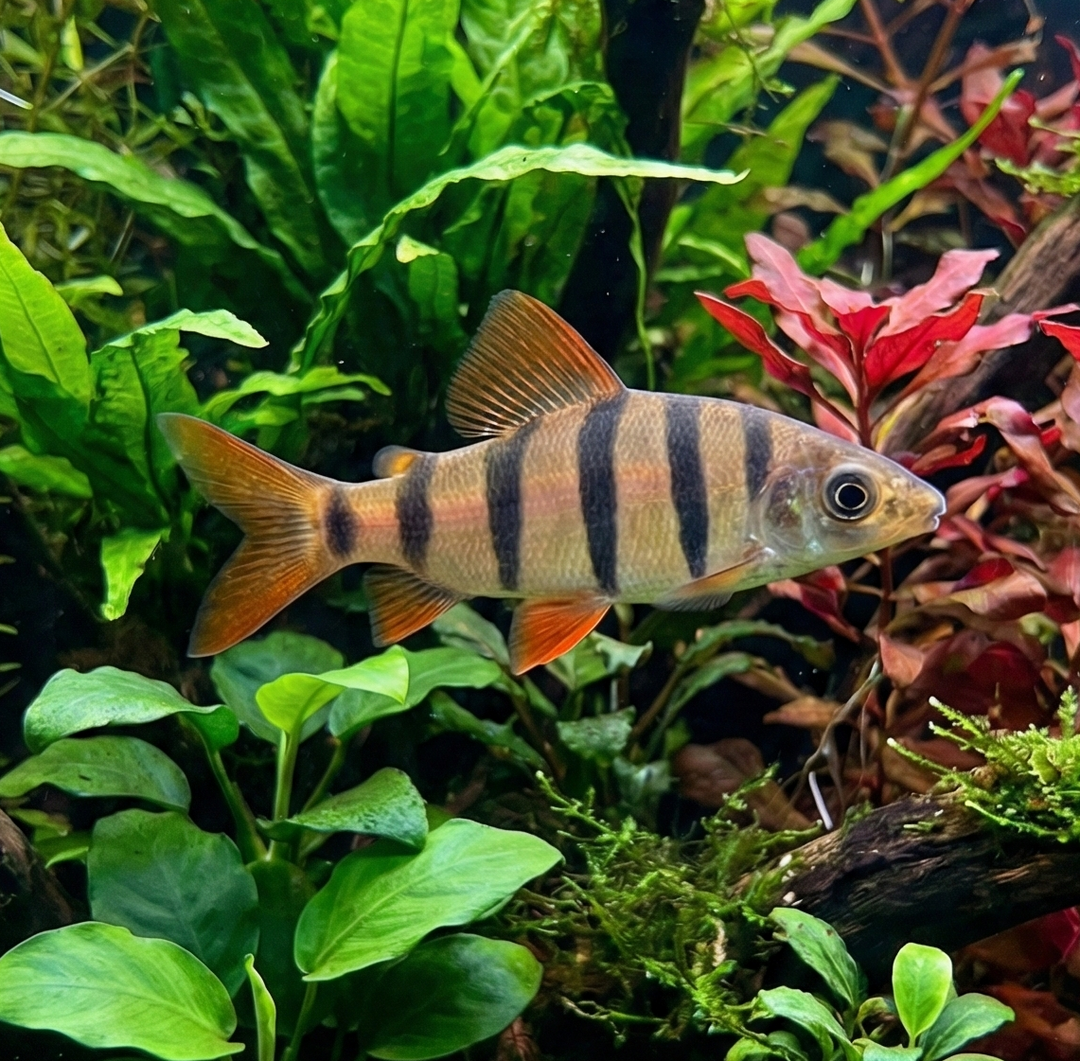 Six-Banded Distichodus