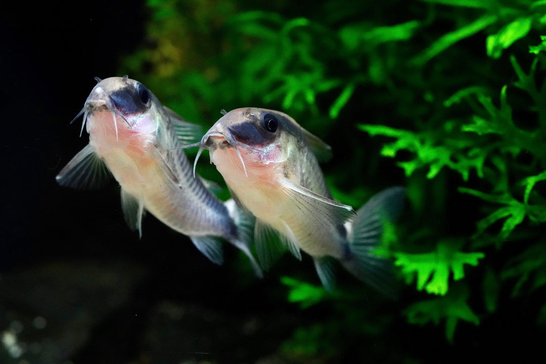 Skunk Cory (Granti)