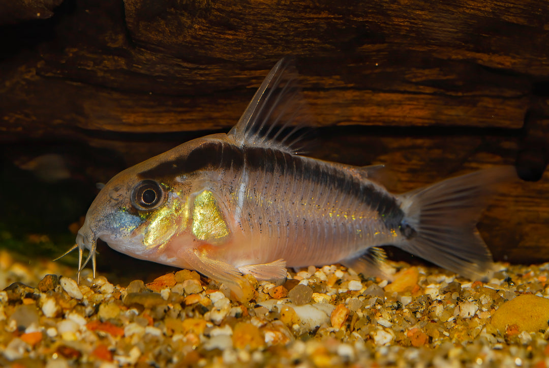 Skunk Cory (Granti)