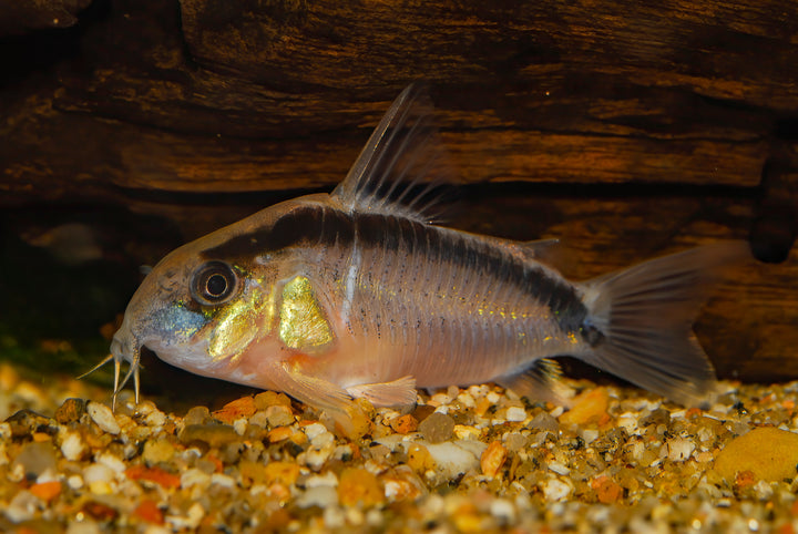 Skunk Cory (Granti)