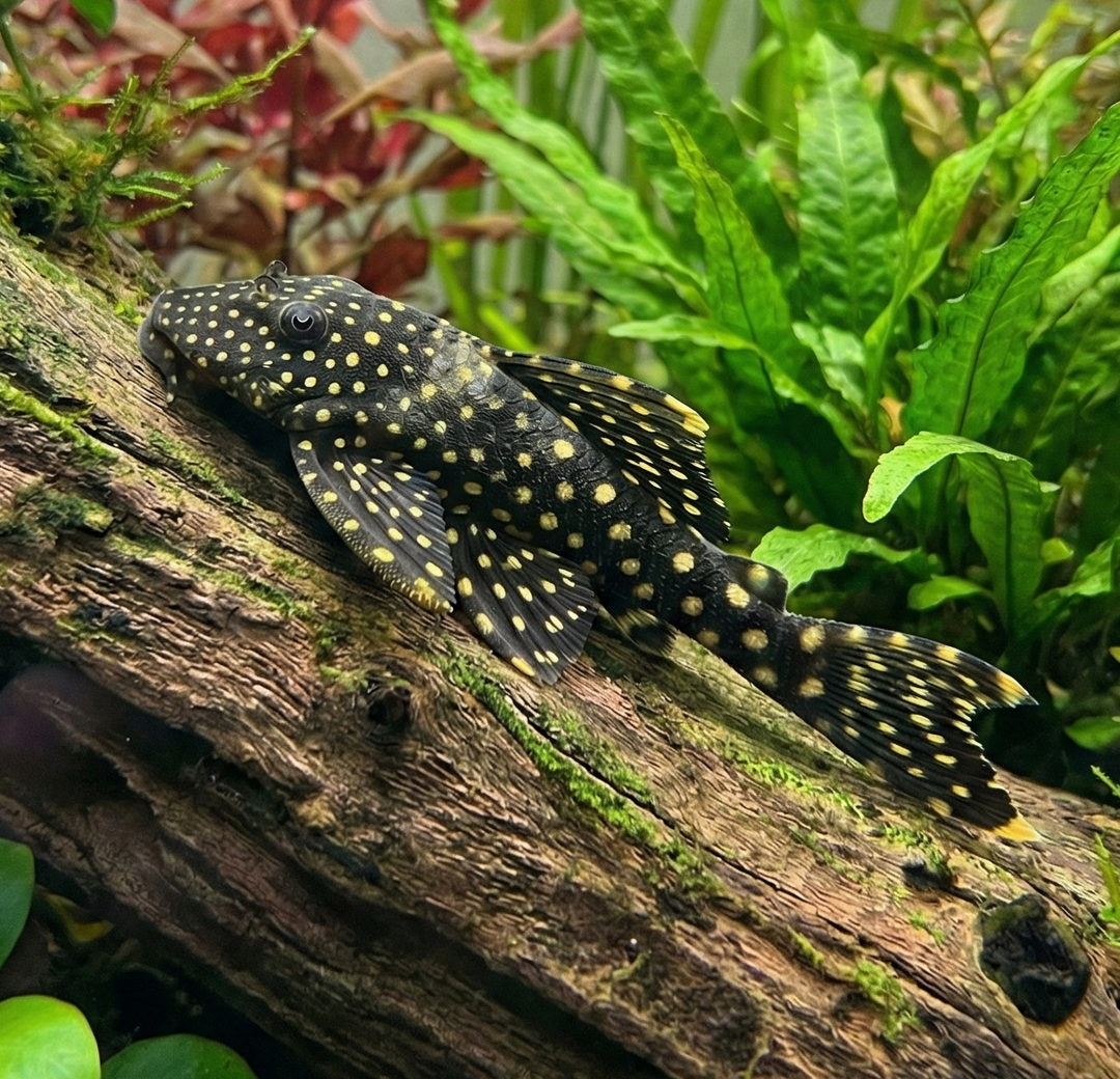 Snowball Pleco LDA 33