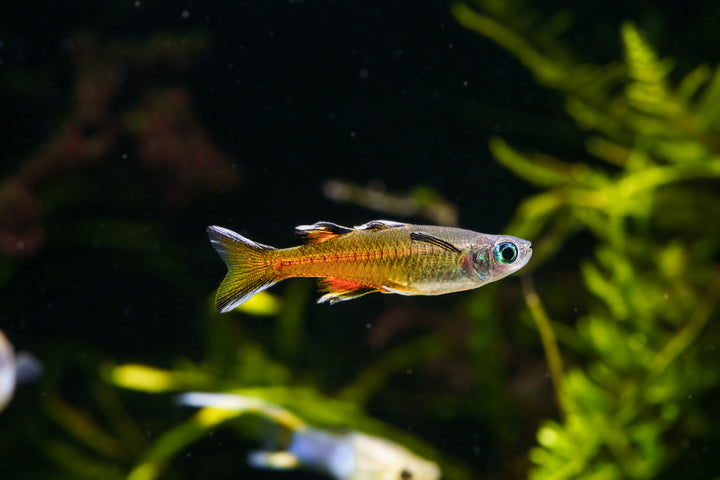Southern Blue Eye Rainbow